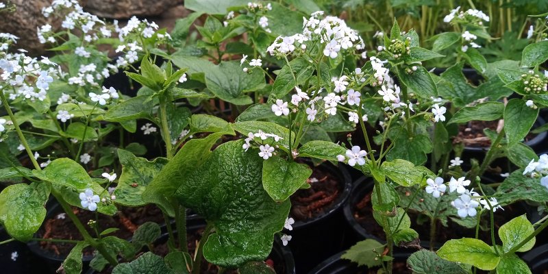 Brunnera macrophylla 'Betty Bowrning' Suurelehine brunnera